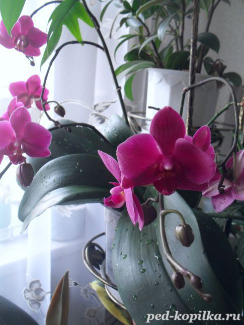 Орхидея, фаленопсис .