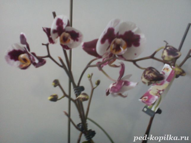 Орхидея-символ романтизма и особого жизнелюбия.