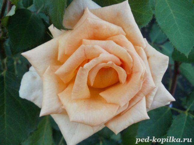Роза Персиковая