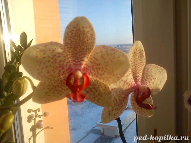 Орхидея-символ  жизнелюбия.