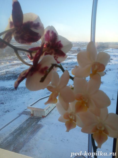 Орхидея-символ романтизма.