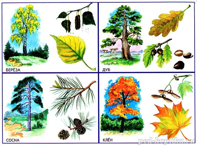 Картинки деревьев для детей