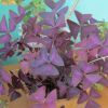 Кислица фиолетовая выращивание и уход