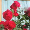 Плетистая роза Amadeus