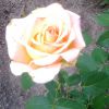 роза кремового цвета