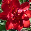 пионовидные тюльпаны