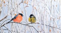 Зимняя сказка о зимующих птицах для дошкольников 5-7 лет