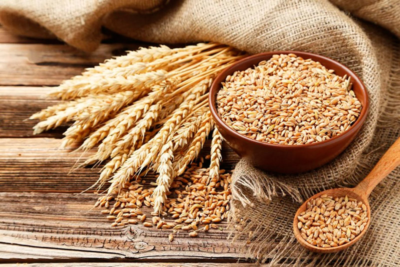 Как сажают пшеницу для детей