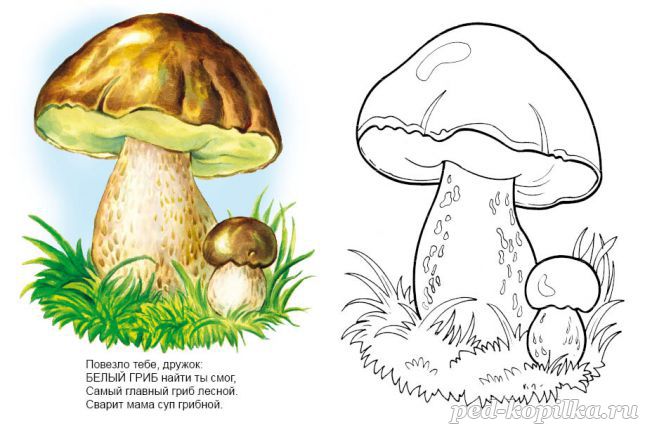 Основные виды грибов