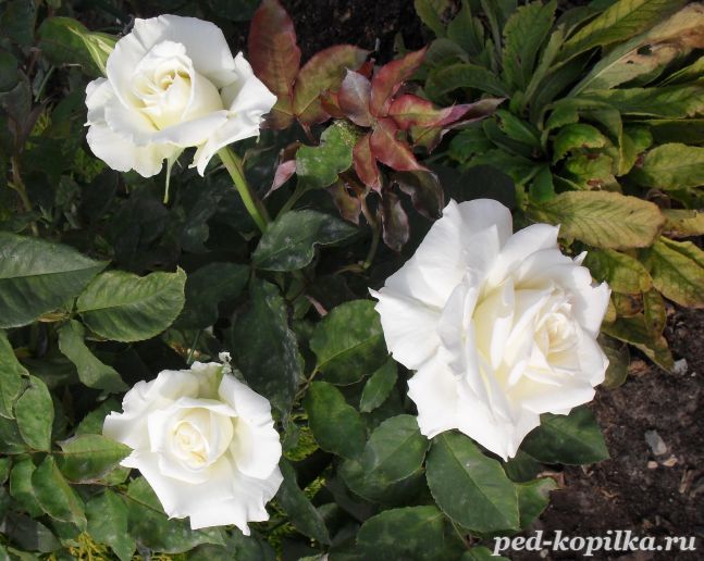 Три белых розы