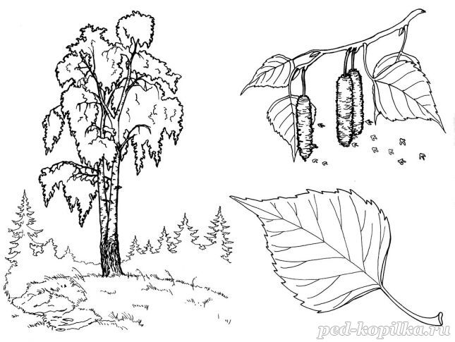 Баранова И. (худ.): Раскраска. Деревья и листья