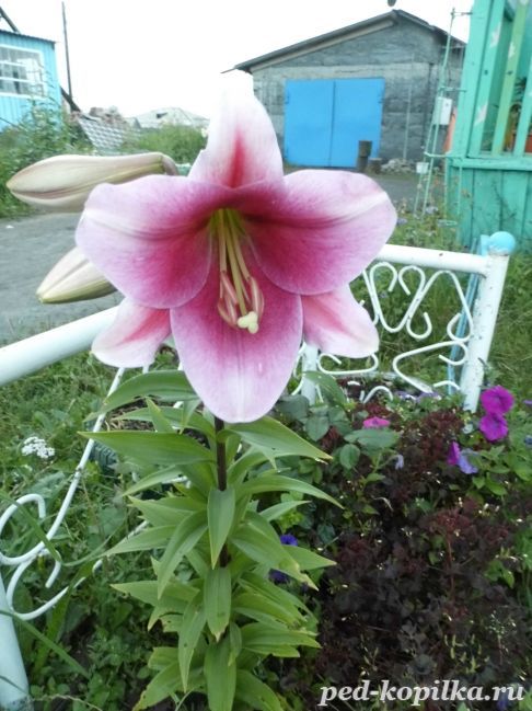 Лилия в саду