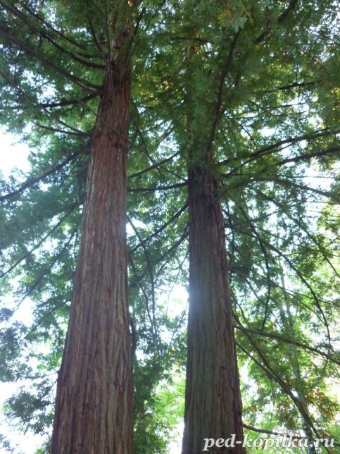Деревья - гиганты