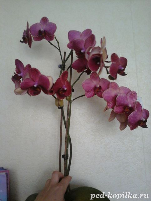 Наша красавица орхидея