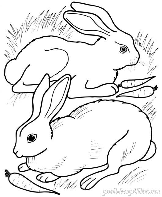 Раскраска для детей 4-6 лет. Кролики