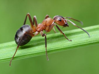 Рассказ про муравья, 1 класс. Окружающий мир