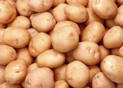 Биологические особенности картофеля