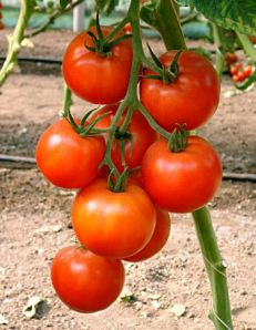 Как вырастить помидоры в открытом грунте
