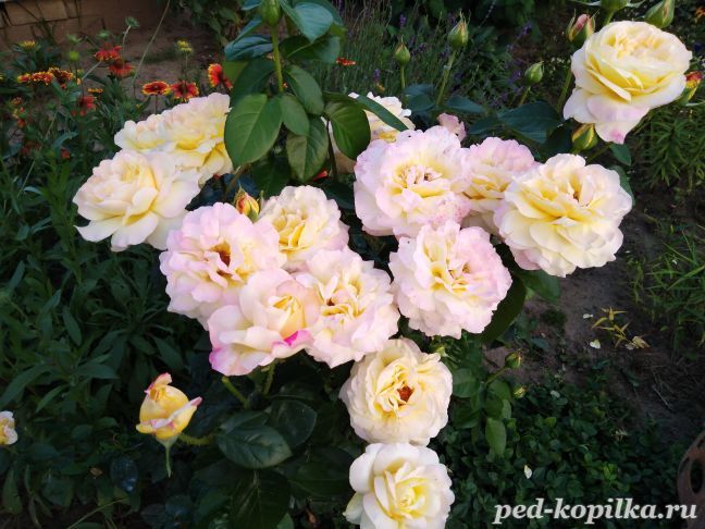 Розы с сильным ароматом фото с названиями