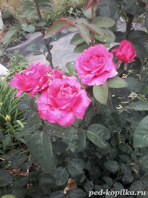 мои розы