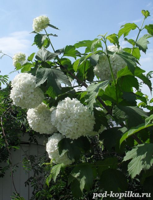Белые соцветия гортензии