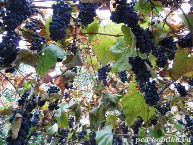 Дикий амурский виноград описание и фото