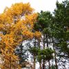 Осень в Кемерово