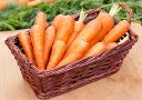 Биологические особенности моркови столовой