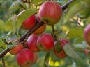 Чем подкормить плодовые деревья