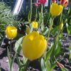 Жёлтые тюльпаны фото