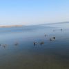 Утки на озере Шарташ