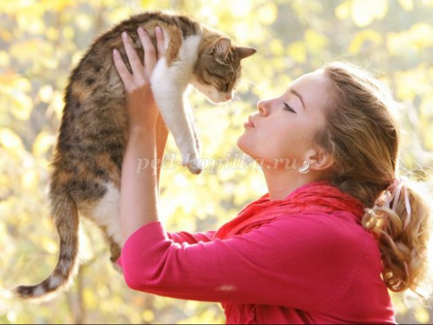 Сколько домашних кошек в мире по данным лионского университета