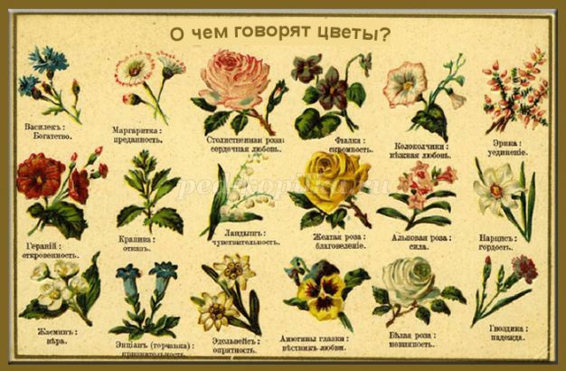 Цветы Фото Название На Русском Языке