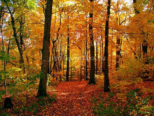 Подпись К Фото В Осеннем Лесу
