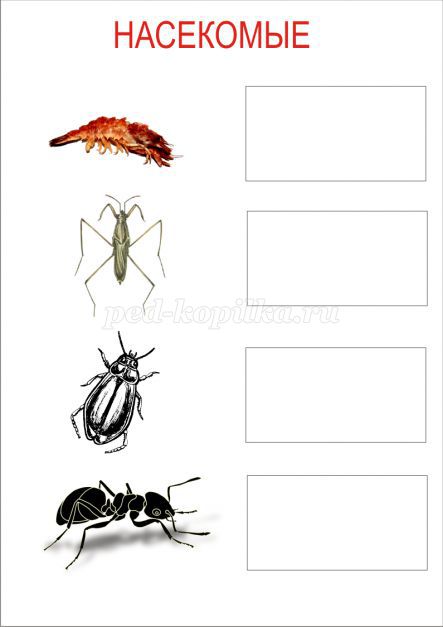Познавательное развитие тема насекомые. Насекомые задания. Задания для старших дошкольников насекомые. Тема насекомые для дошкольников. Эксперименты на тему насекомые.