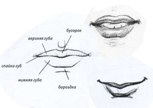 Верхний край губы. Бугорок верхней губы анатомия. Строение губ человека. Красная кайма губ анатомия.