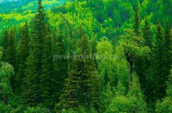 Зелёный друг - лес! Сборник авторских стихов о лесе