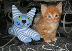 Мастер-класс: Мягкая игрушка «Котёнок» из носков, с пошаговым фото