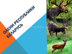 Сценарная разработка экологической программы «Олени Республики Беларусь»