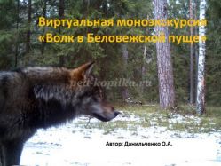 Виртуальная экскурсия «Волк в Беловежской пуще»