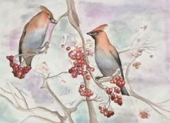 Рисование акварелью зимней птицы - свиристель, поэтапно с фото