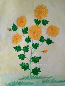 Рисование «Хризантема» для детей старшего дошкольного возраста пошагово с фото