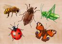 Польза и вред насекомых картинки для детей