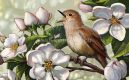 Сценарная разработка познавательной программы «Птицы живой весны»