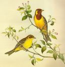 Библиотечный урок «Все ли мы знаем о птицах?»