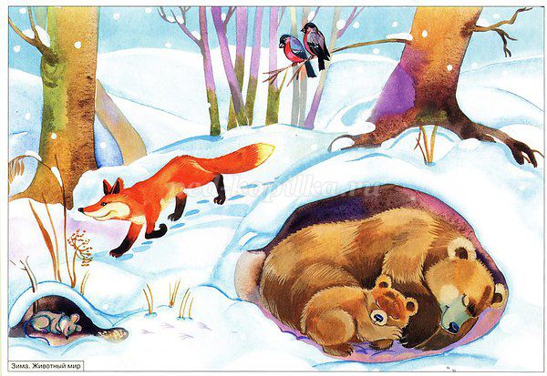 Картинки по запросу дикие животные зимой