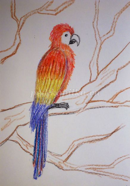 Как нарисовать попугая ребенку 5 лет
