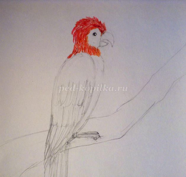 Как рисовать попугая ребенку 5 лет