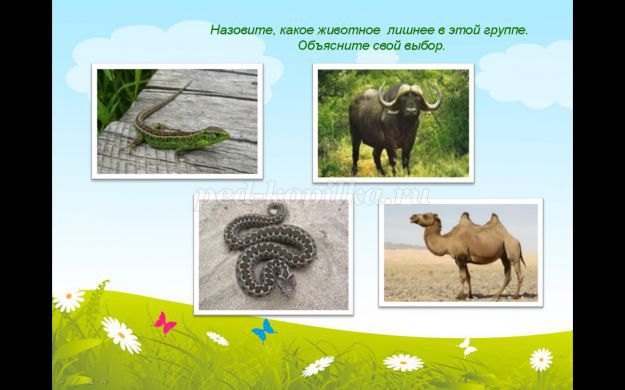 Выберите лишнее животное в природной зоне. 3 Лишний животные Крыма. Какое животное лишнее в каждом ряду 2 класс окружающий мир страница 50.