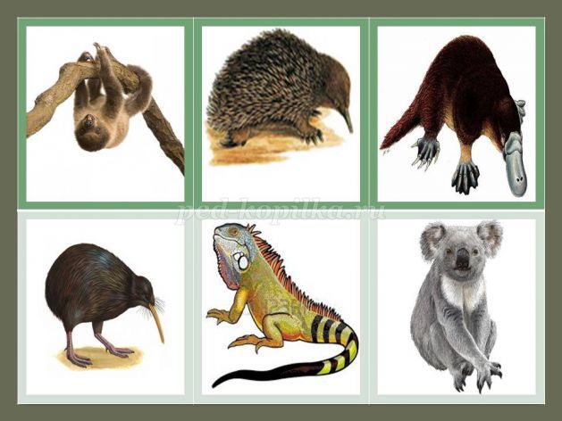 Карточки для развития ребенка дикие животные